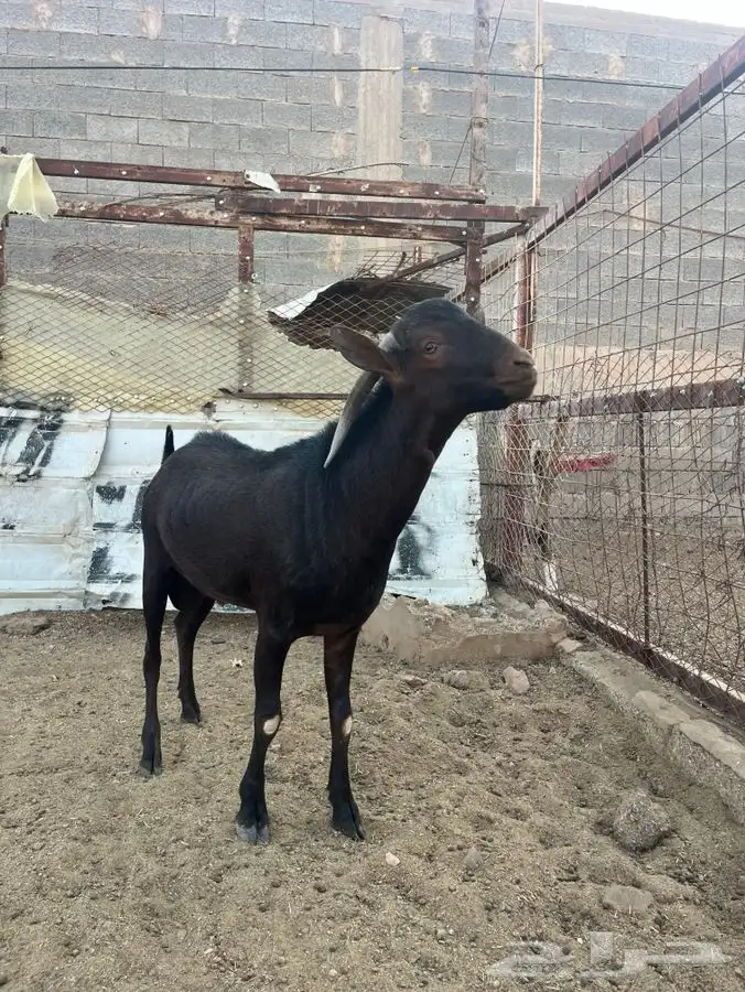 تيس مرسيانو بيور اصل 5