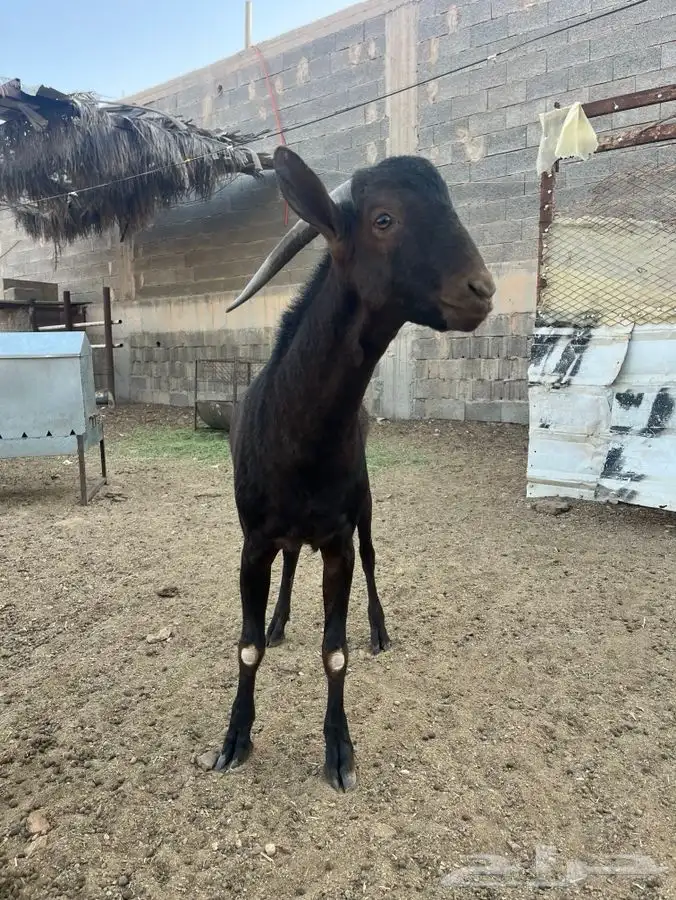 تيس مرسيانو بيور اصل 3