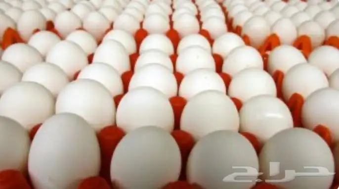 بيض مخصب لاحم شركات 0