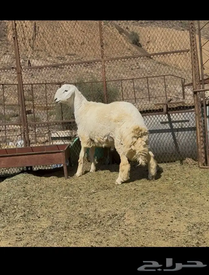مشروع فحل حري 2