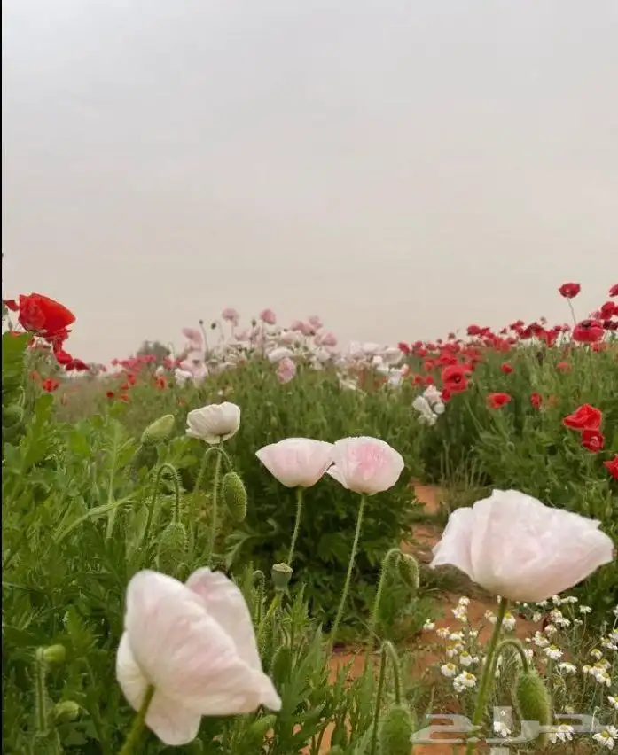 عرض خاص رقم 2 - بذور ازهار الربيع البرية 18