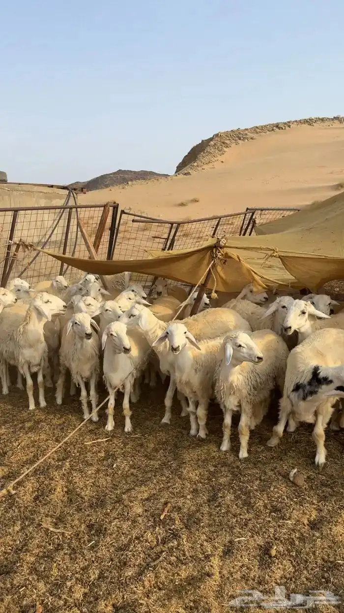 حريات مقاني حلال طيب وفاخر 2