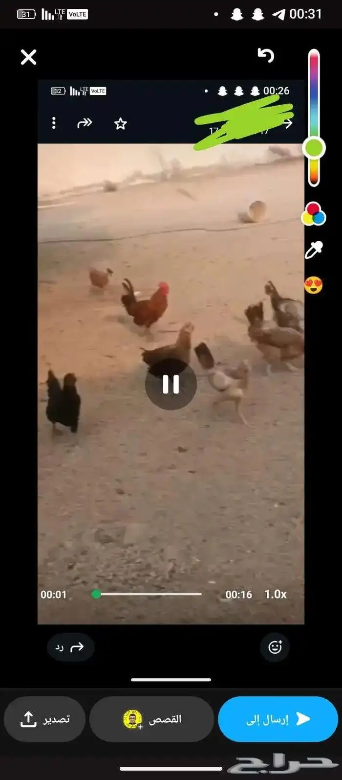 دجاج بلدي بياض شرط وحضان 0