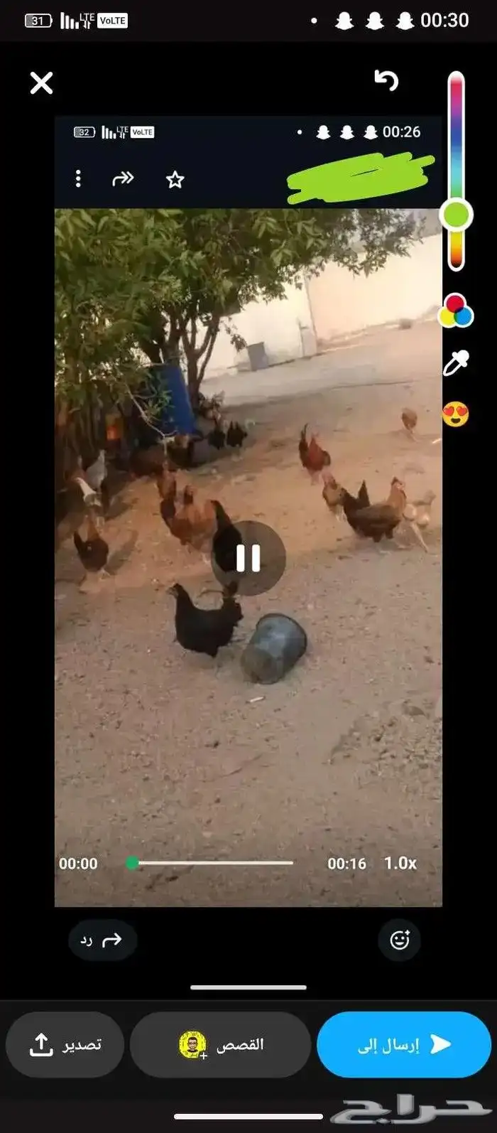 دجاج بلدي بياض شرط وحضان 1