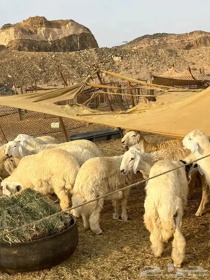 حريات مقاني حلال طيب وفاخر 0