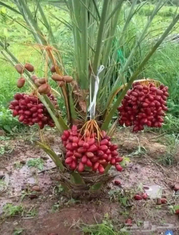 قص الاشاجر وتكريب النخال 2