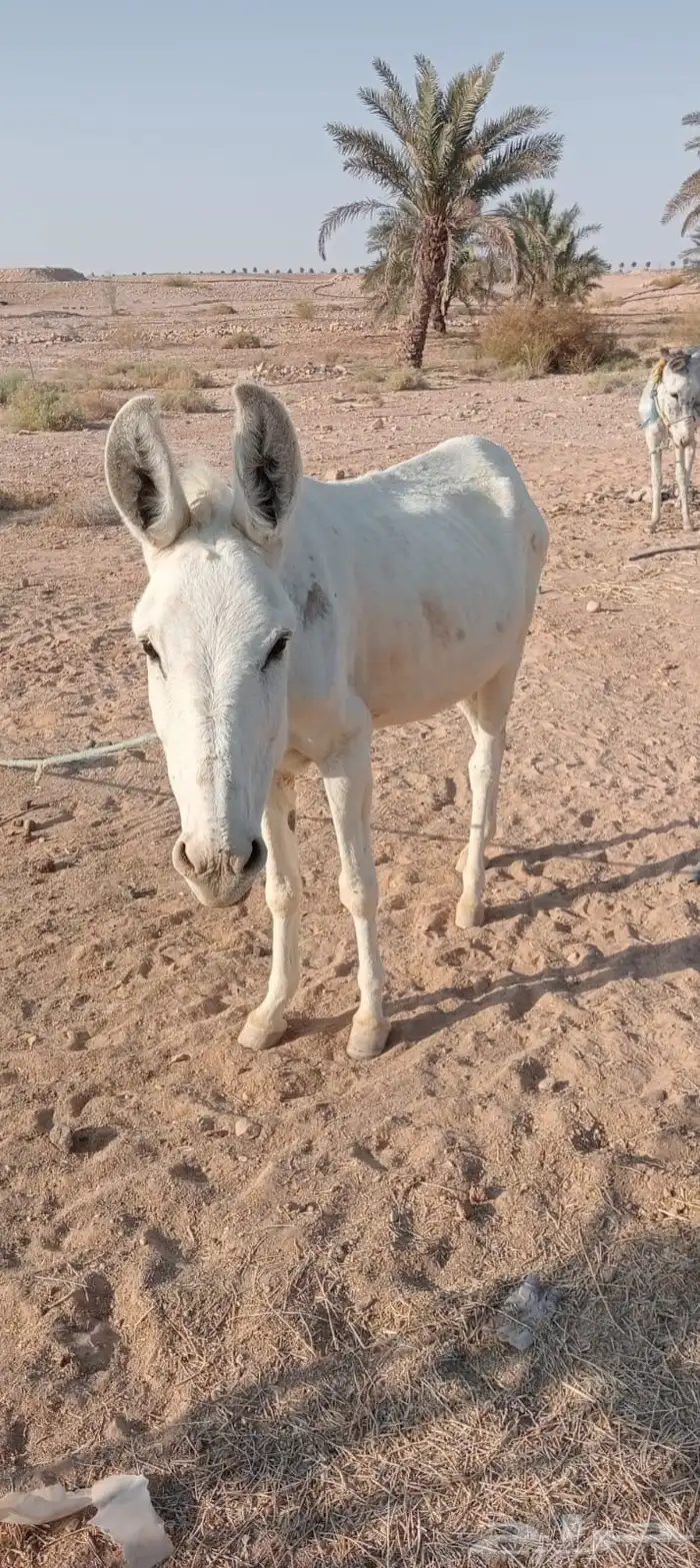 ماعز حمارتين ام وبنته وحده معسوفه الثانيه لا 1
