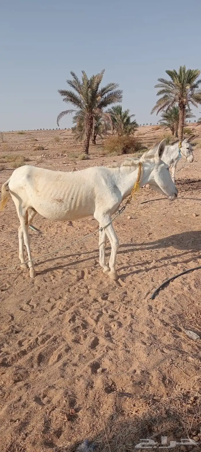ماعز حمارتين ام وبنته وحده معسوفه الثانيه لا 2