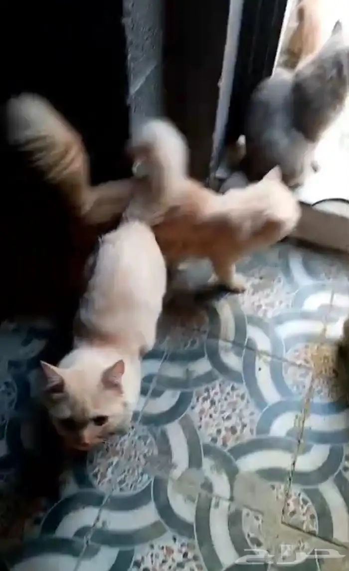 للبيع قطط صغار أليفة 2