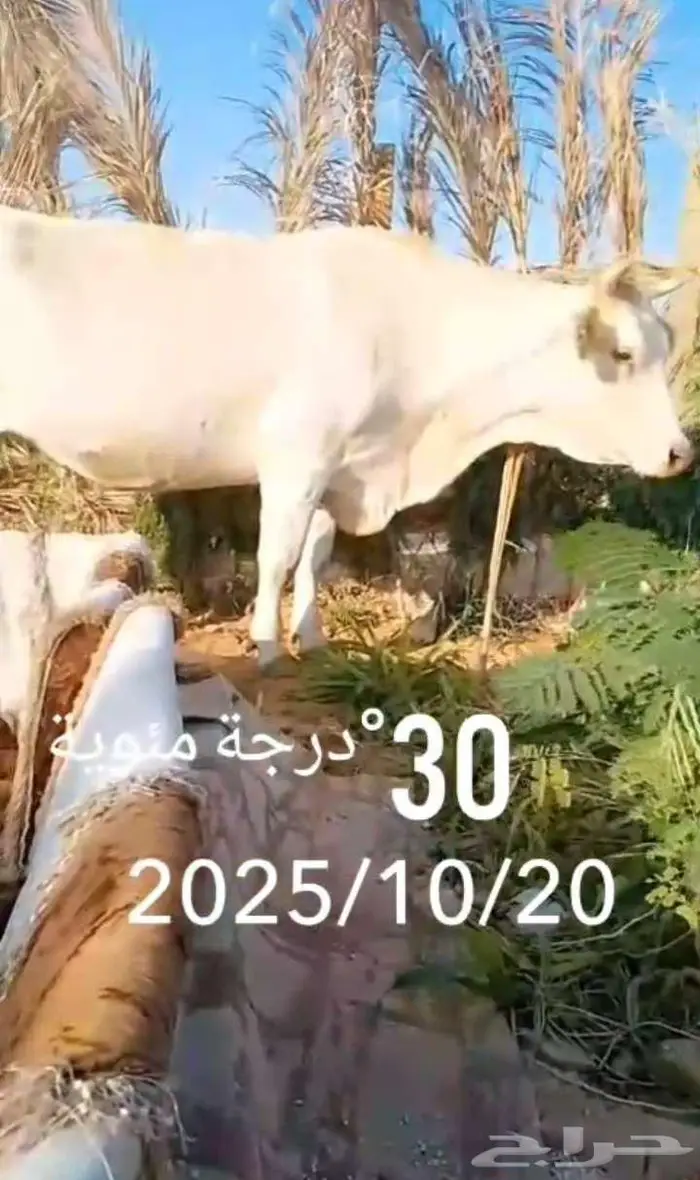 بقره للببع 0