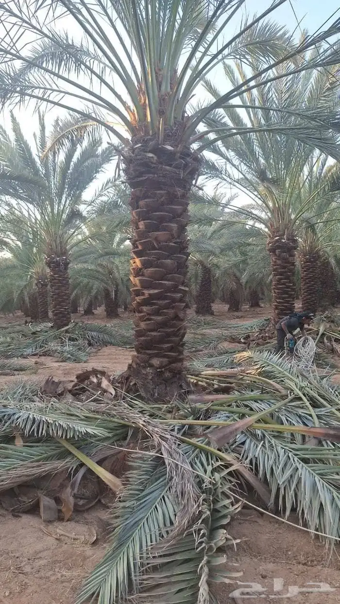 متوفر جثايث نخل عجوه 2