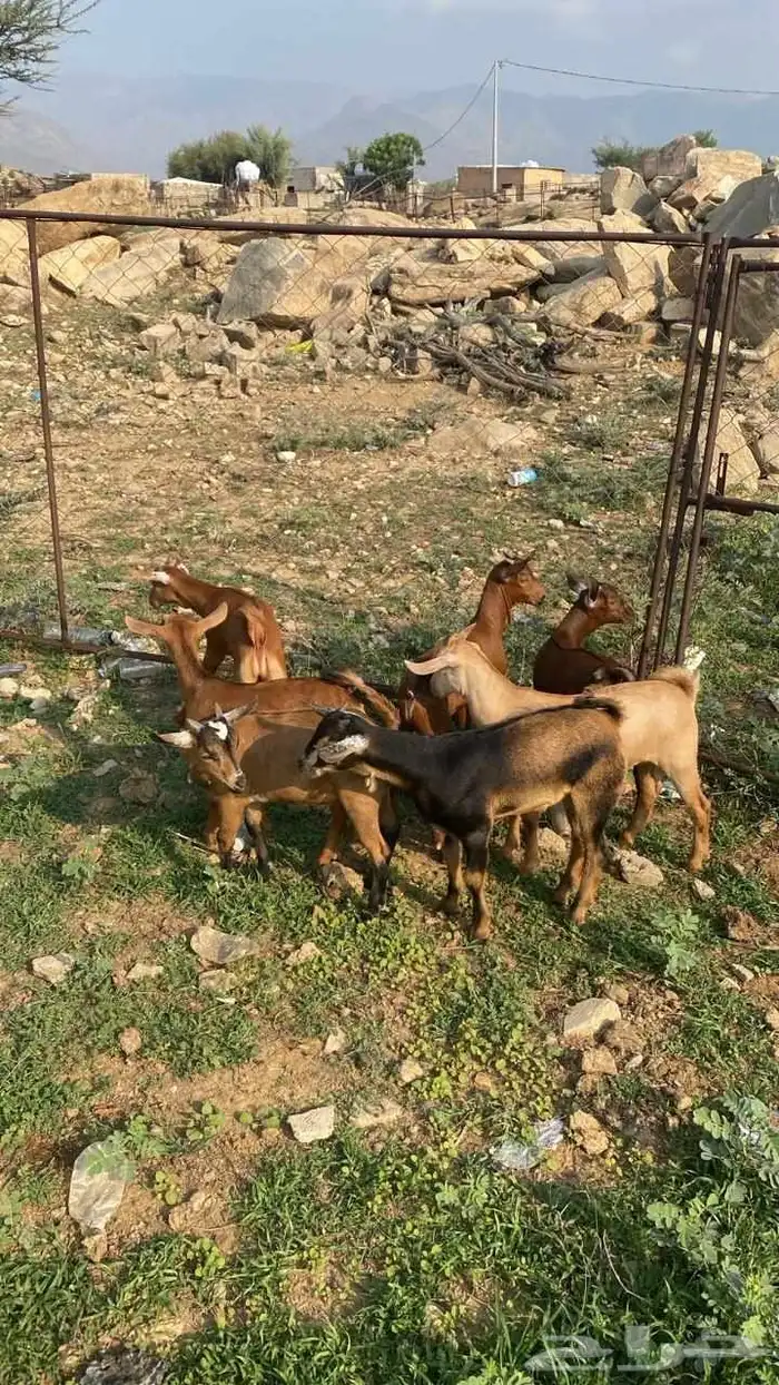 تيوس دهم كله ذكور(تم البيع) 3