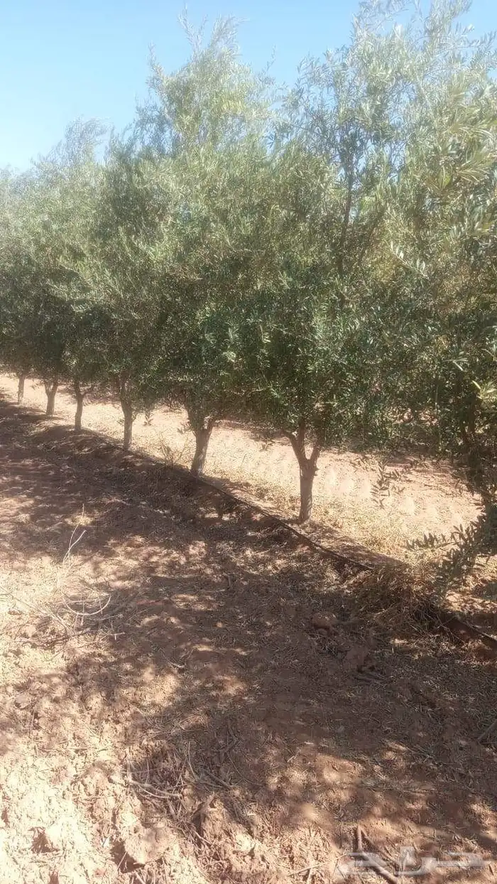 زيتون مكثف 1