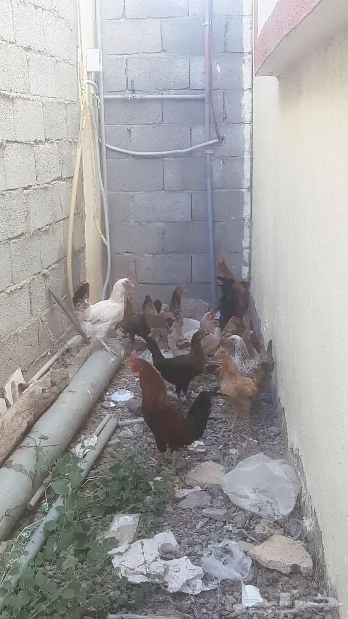 ديك بلدي احمر ممتاز مافي اي مشكله يظرب ويسبح ماقد سام 0