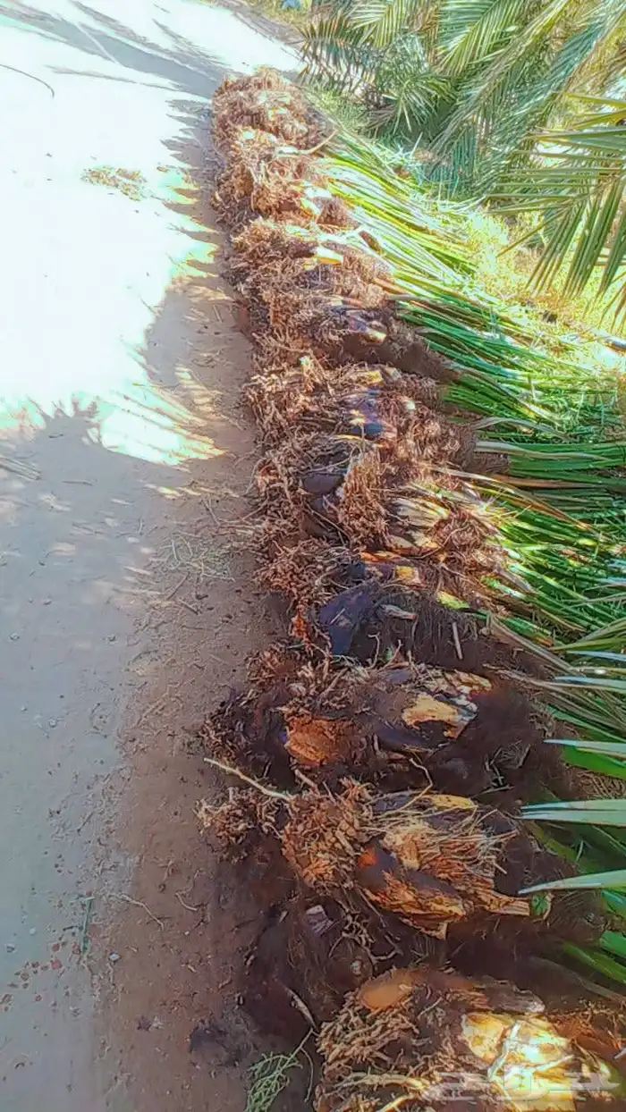 سلام عليكم زبيناالكرام يوجد لدينا نخل طيب 5