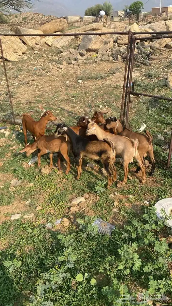 تيوس دهم كله ذكور(تم البيع) 2