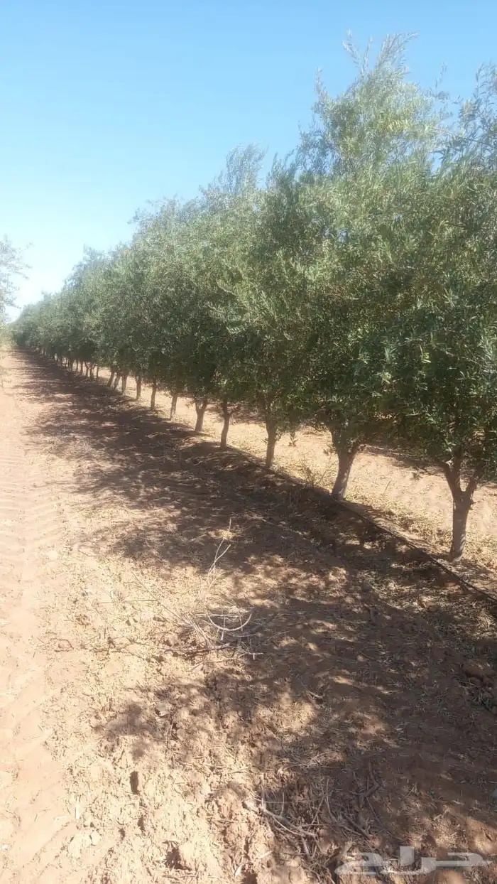 زيتون مكثف 0