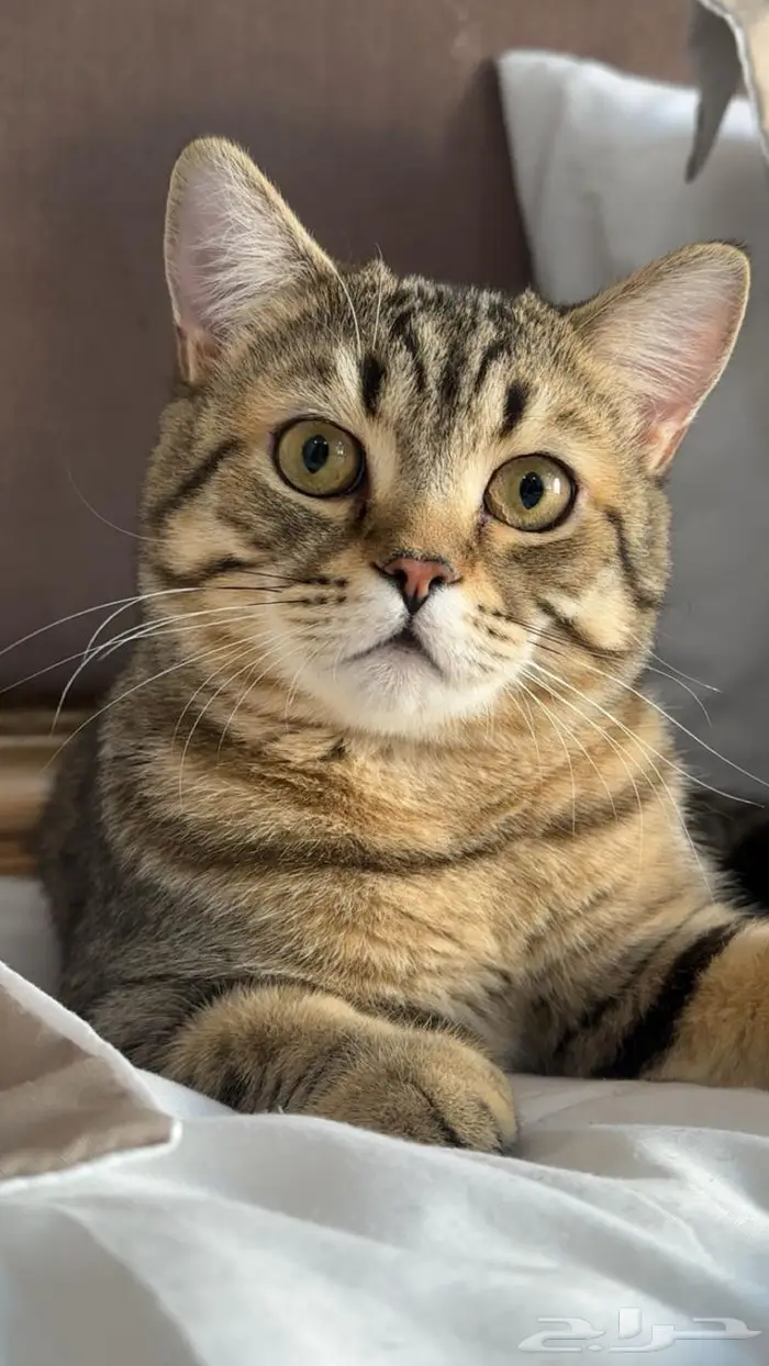 سكوتش للبيع 0