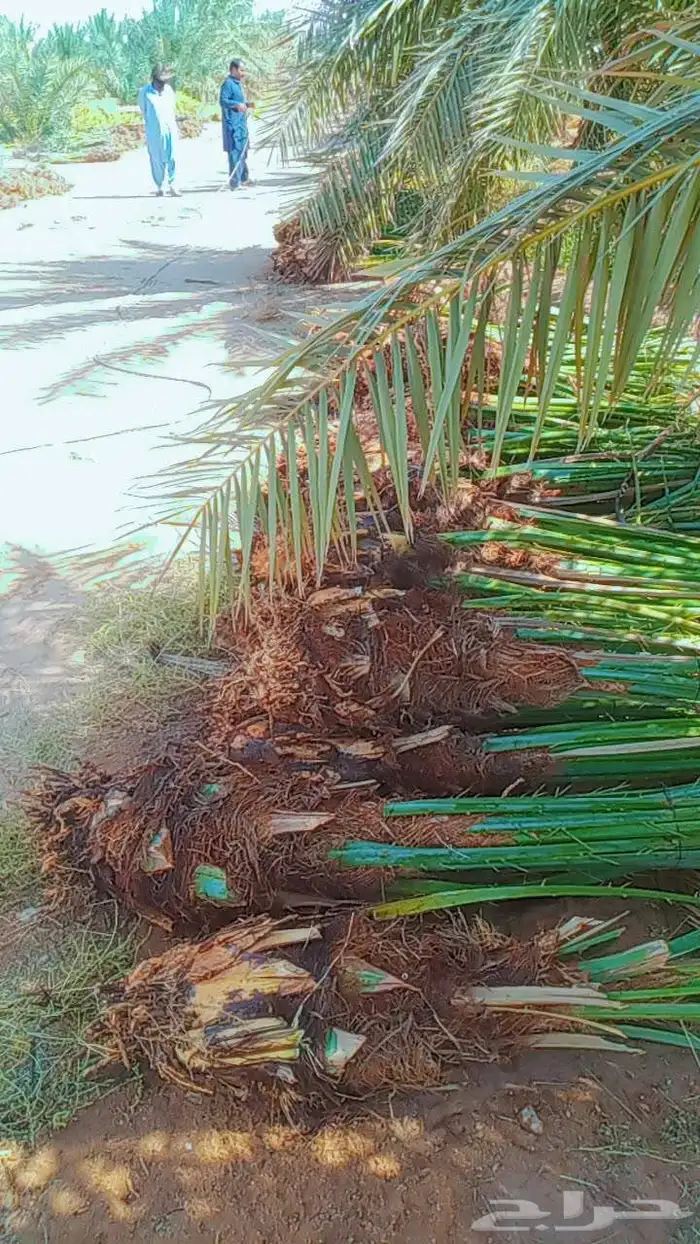 سلام عليكم زبيناالكرام يوجد لدينا نخل طيب 6