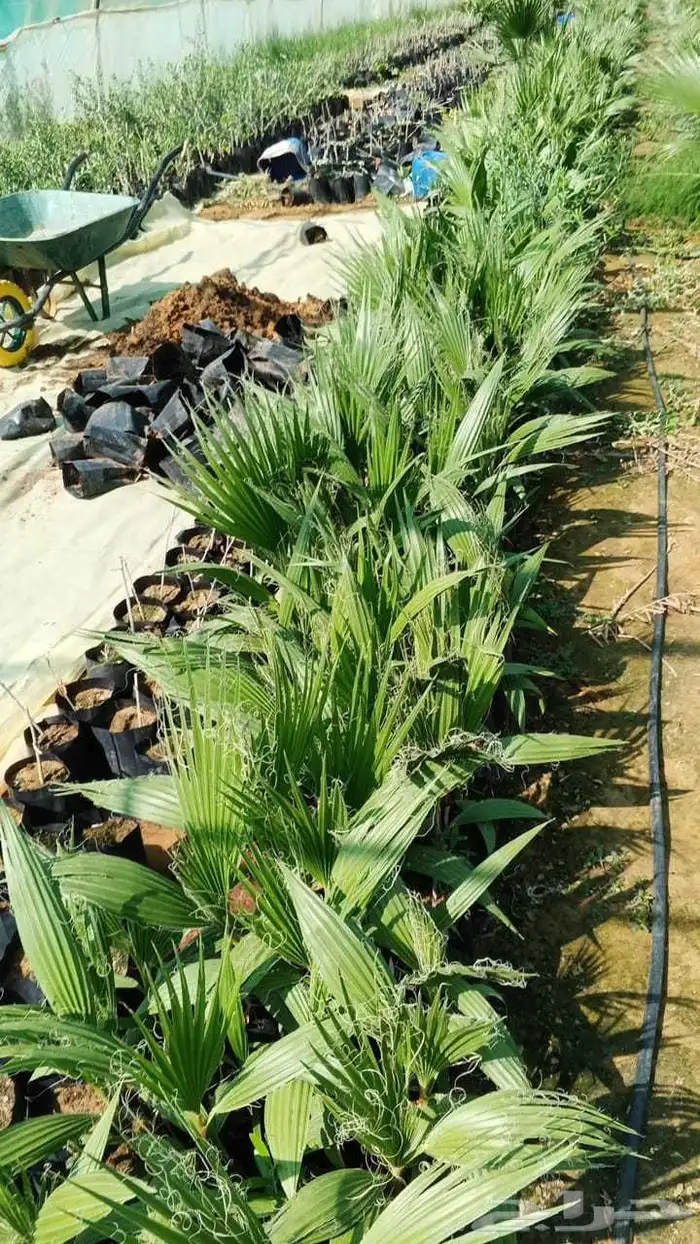 شتلات زيتون ب10 الوحده ونخل الوشنطن لايفوتكم الي يبغا بكميات 0