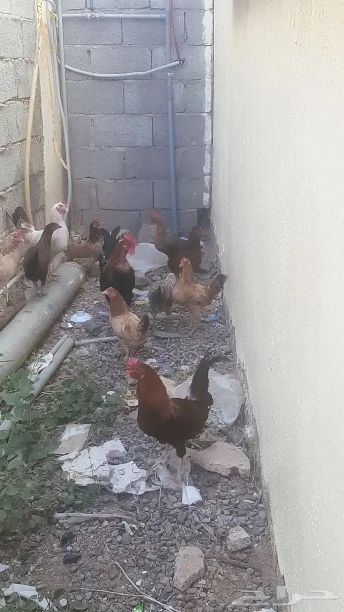 ديك بلدي احمر ممتاز مافي اي مشكله يظرب ويسبح ماقد سام 1