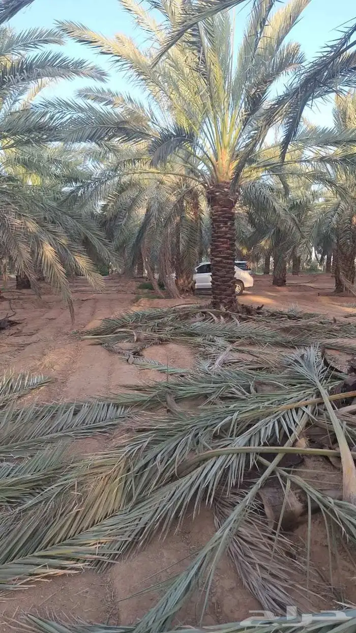 متوفر جثايث نخل عجوه 1