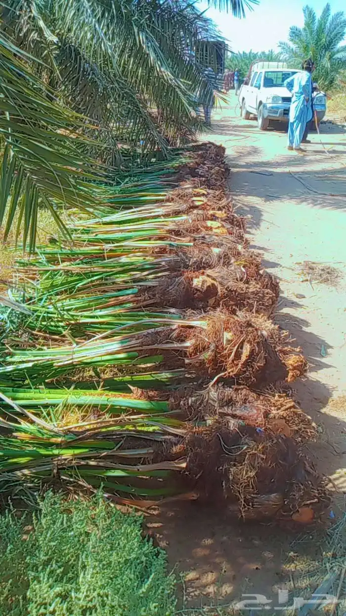 سلام عليكم زبيناالكرام يوجد لدينا نخل طيب 0