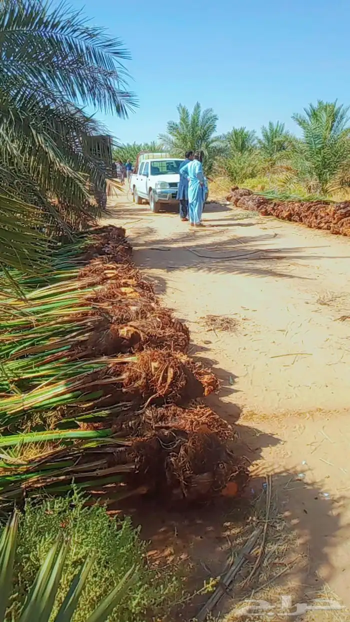 سلام عليكم زبيناالكرام يوجد لدينا نخل طيب 9