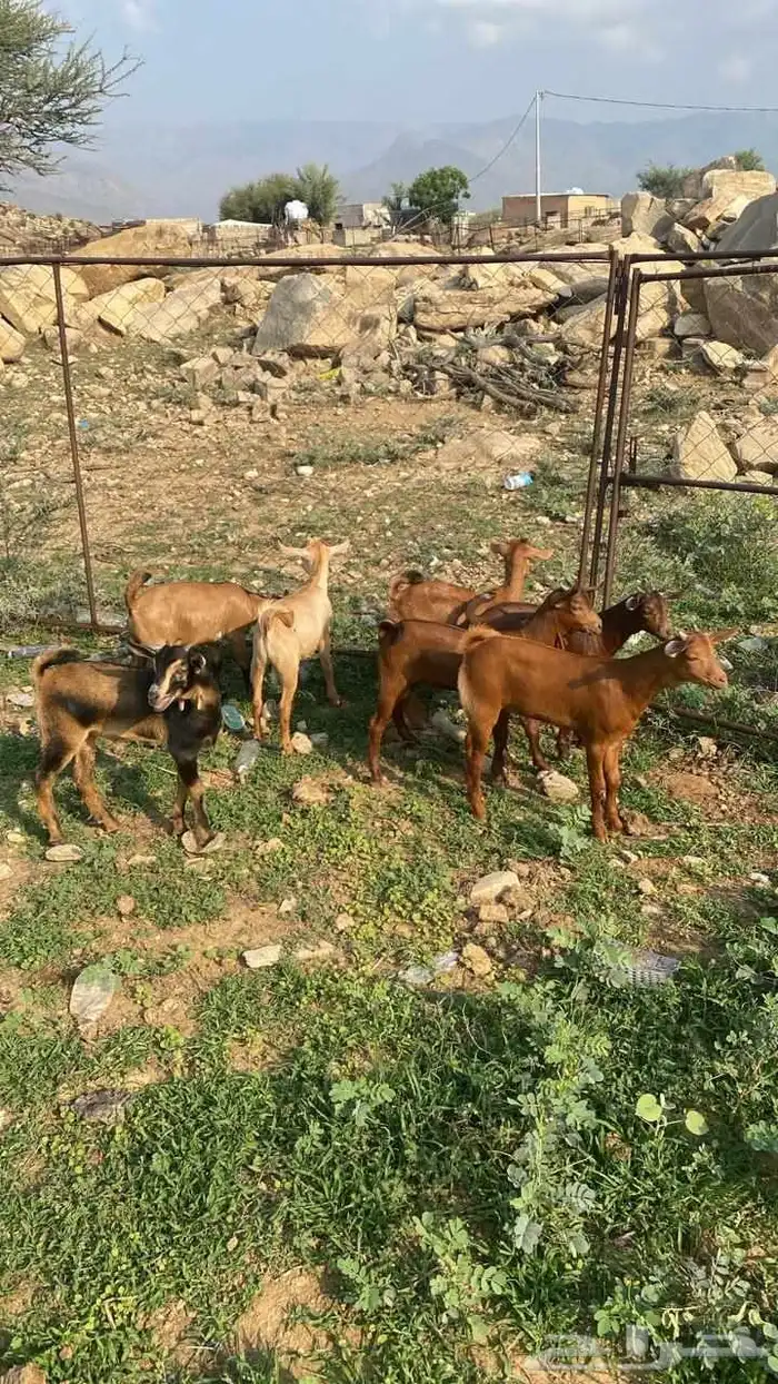 تيوس دهم كله ذكور(تم البيع) 0