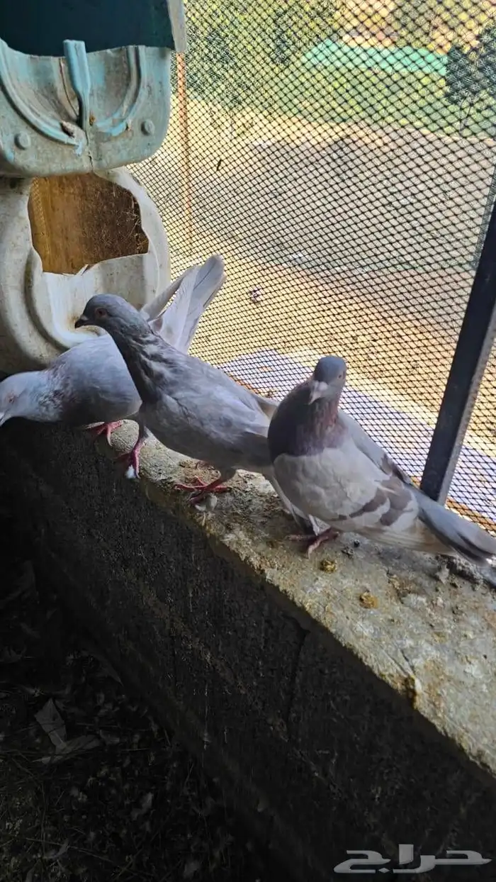 حمام مشكل سلفر جامبو وزاجل 2