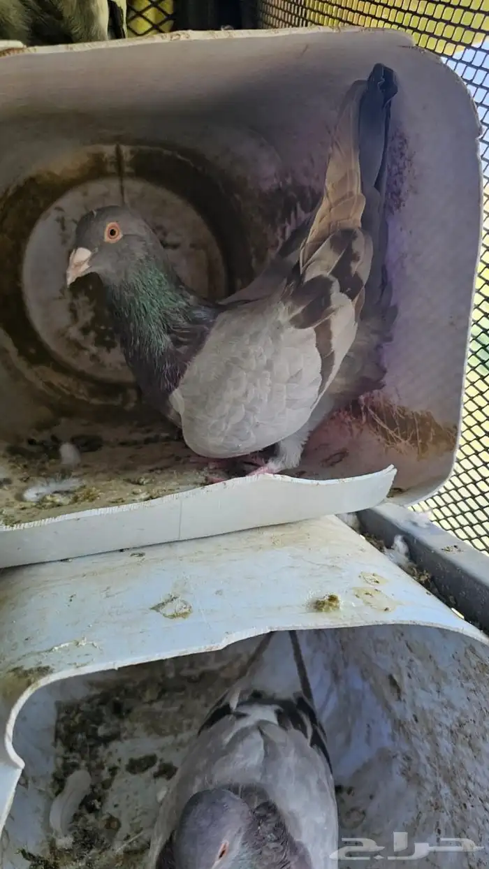 حمام مشكل سلفر جامبو وزاجل 1