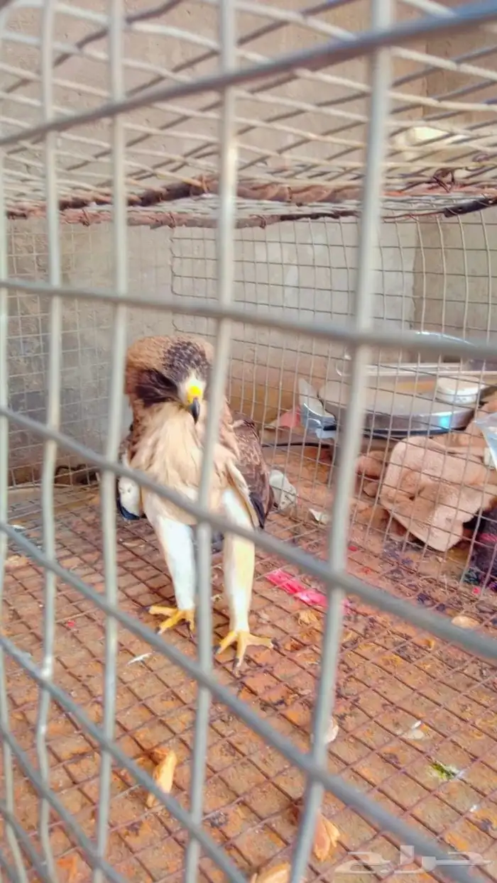 لبيع طير المندسة 3