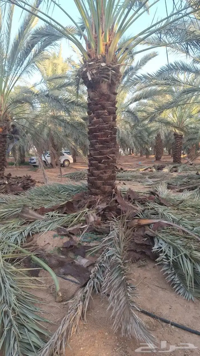 متوفر جثايث نخل عجوه 0