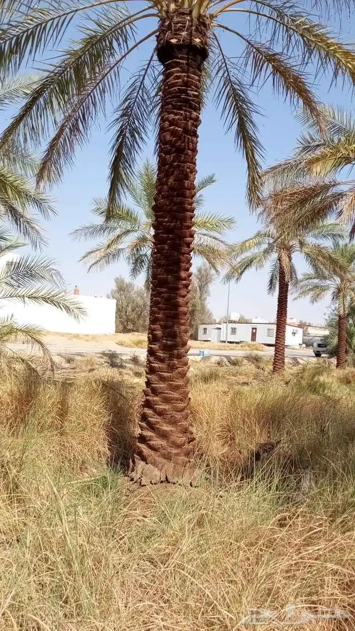 نخيل_مثمر_بجميع_انواعه_ومقاسته_المختلفه 6