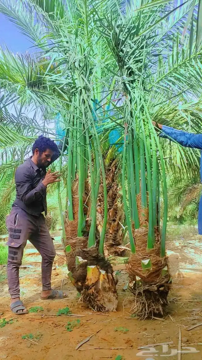 نخل مثمر نخل القصيم نخيل القصيم صقعي مجدول ونانه خضري عجوه 2