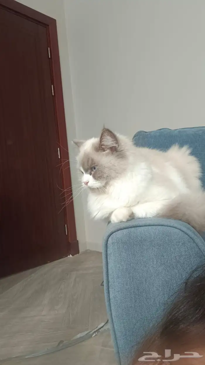 اللي يبغهااتواصل مع الرقم 1
