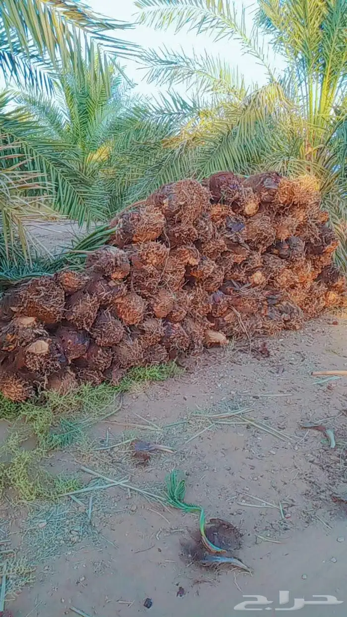 سلام عليكم زبيناالكرام يوجد لدينا نخل طيب 4