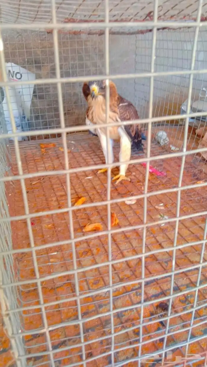 لبيع طير المندسة 2