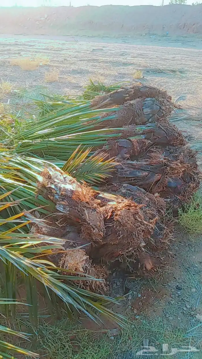 سلام عليكم زبيناالكرام يوجد لدينا نخل طيب 7