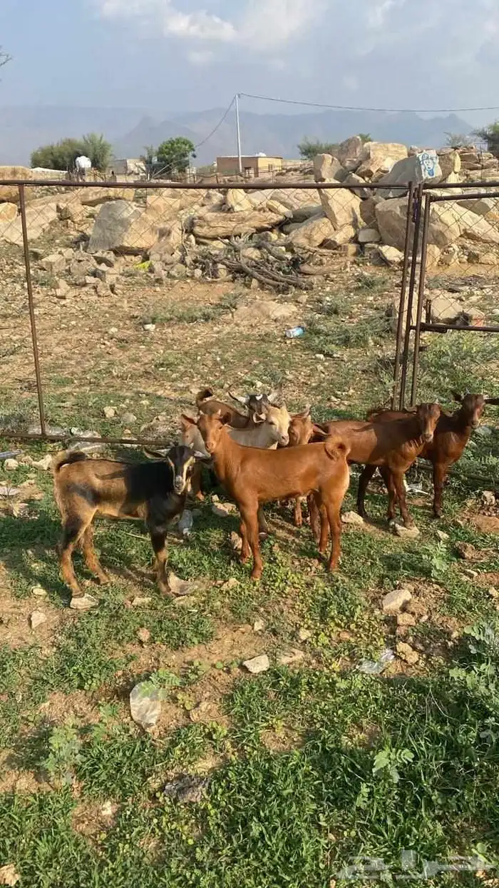 تيوس دهم كله ذكور(تم البيع) 1