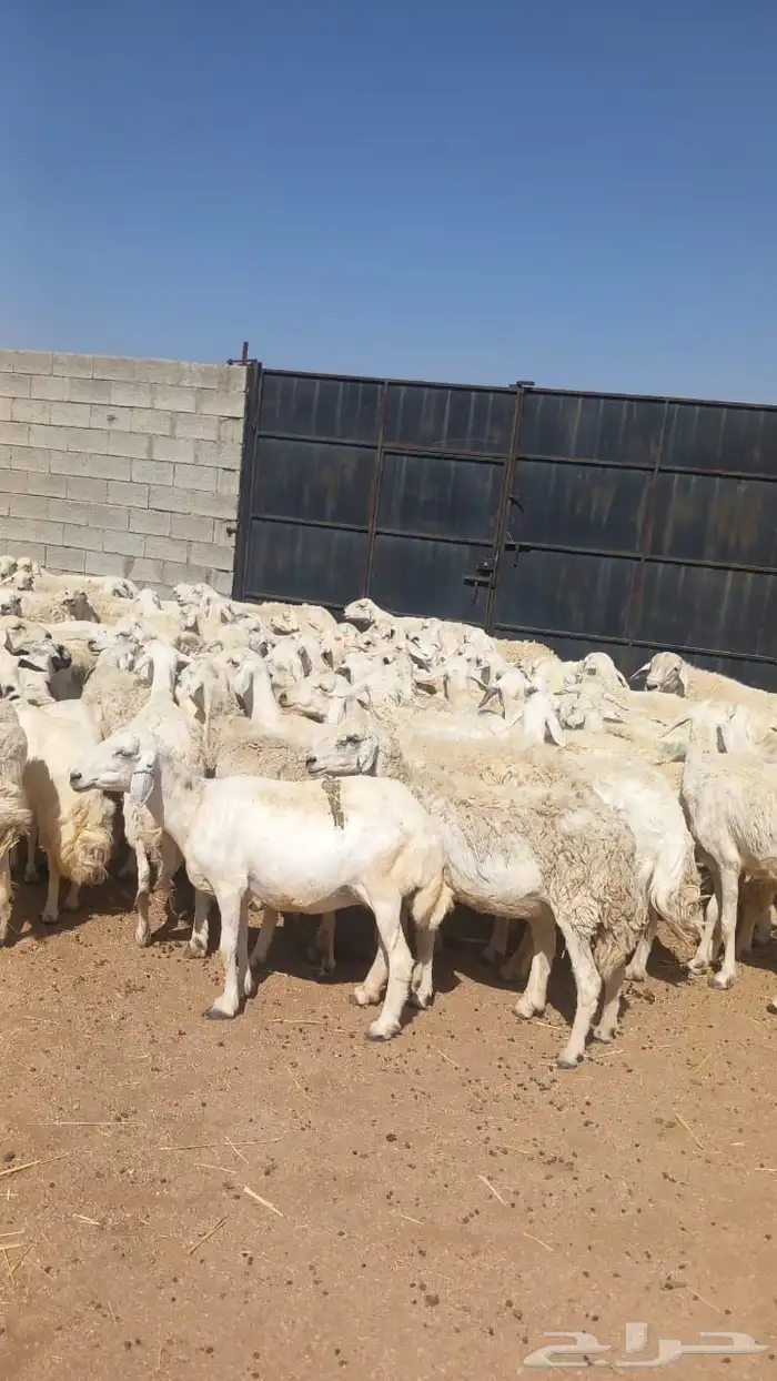 غنم كفو كفو مراح واحد حرش منوة القناي 2