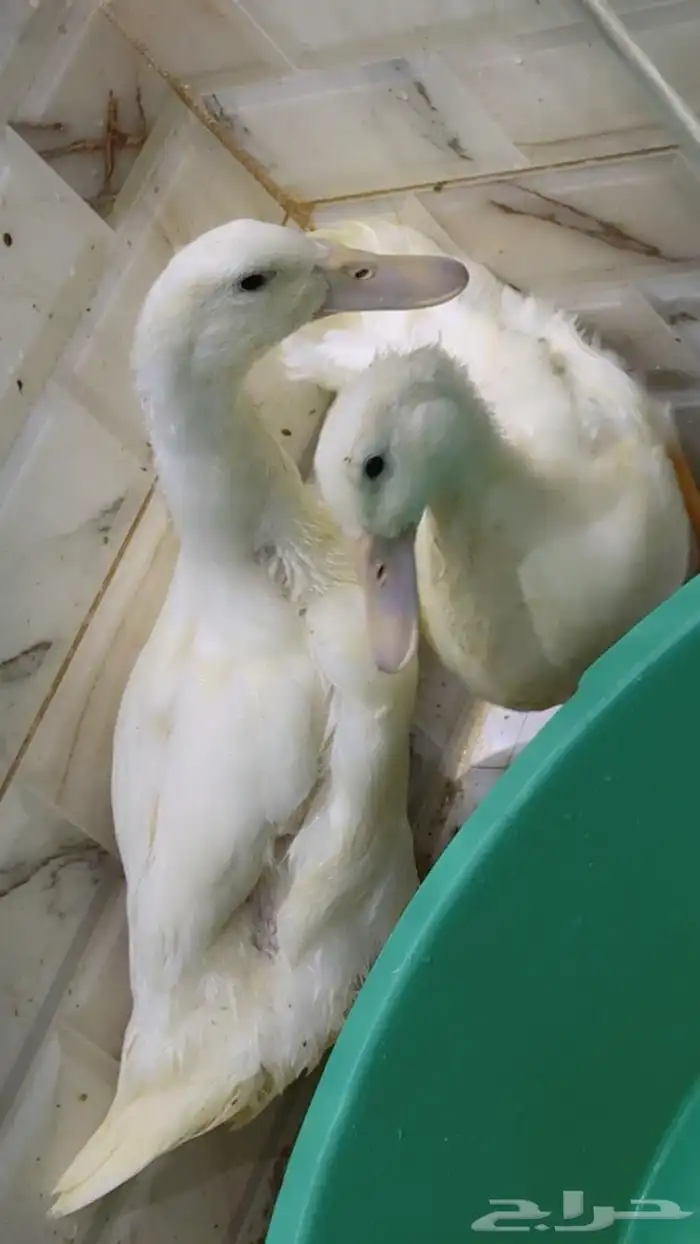 بط للبيع 0