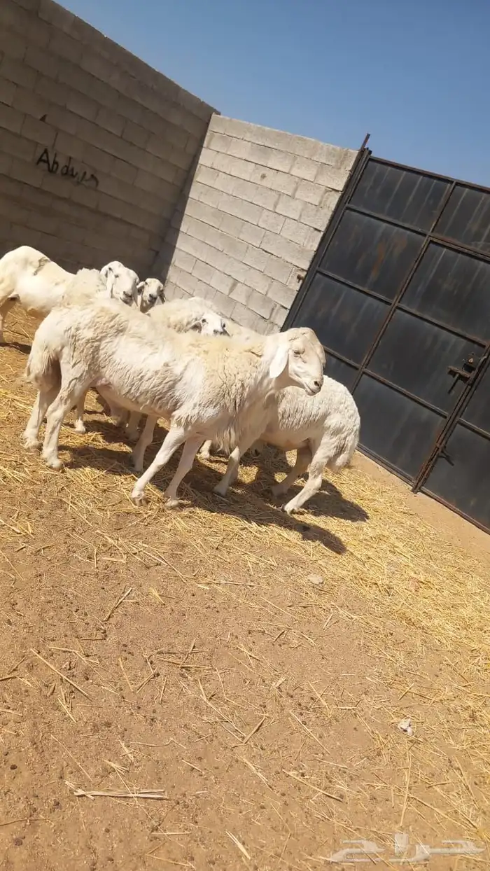 غنم كفو كفو مراح واحد حرش منوة القناي 3