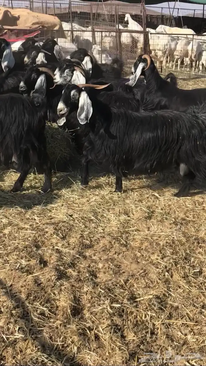 معزا عوارض صنف جروم ناهيه 5