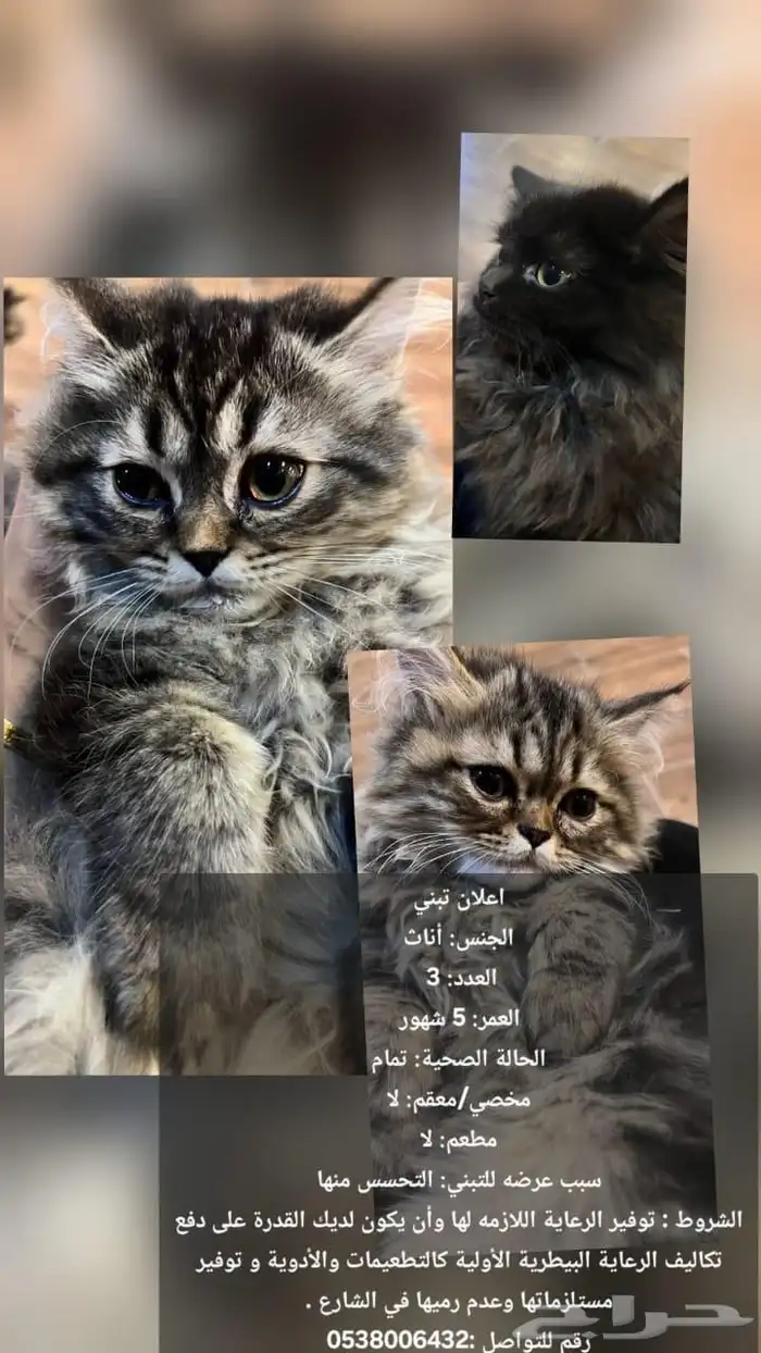 قطط تبني 0