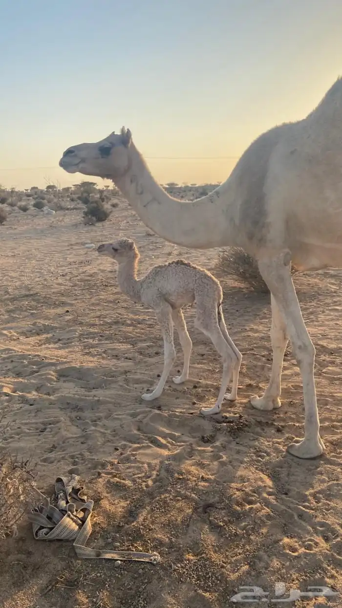 ناقه خلفه مشروطه 3