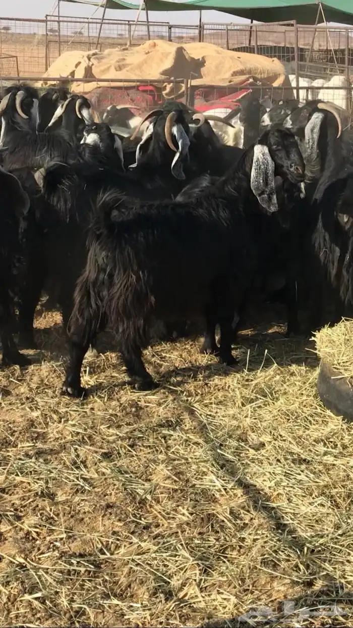 معزا عوارض صنف جروم ناهيه 7