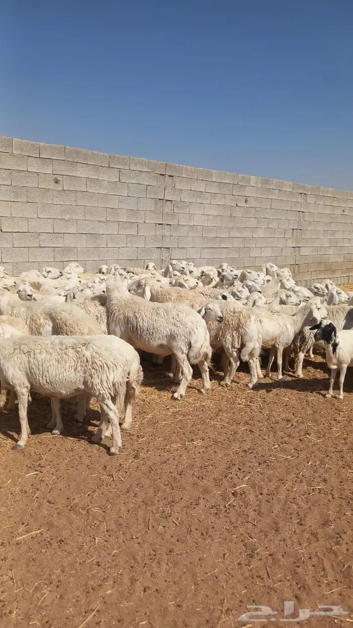 غنم كفو كفو مراح واحد حرش منوة القناي 0