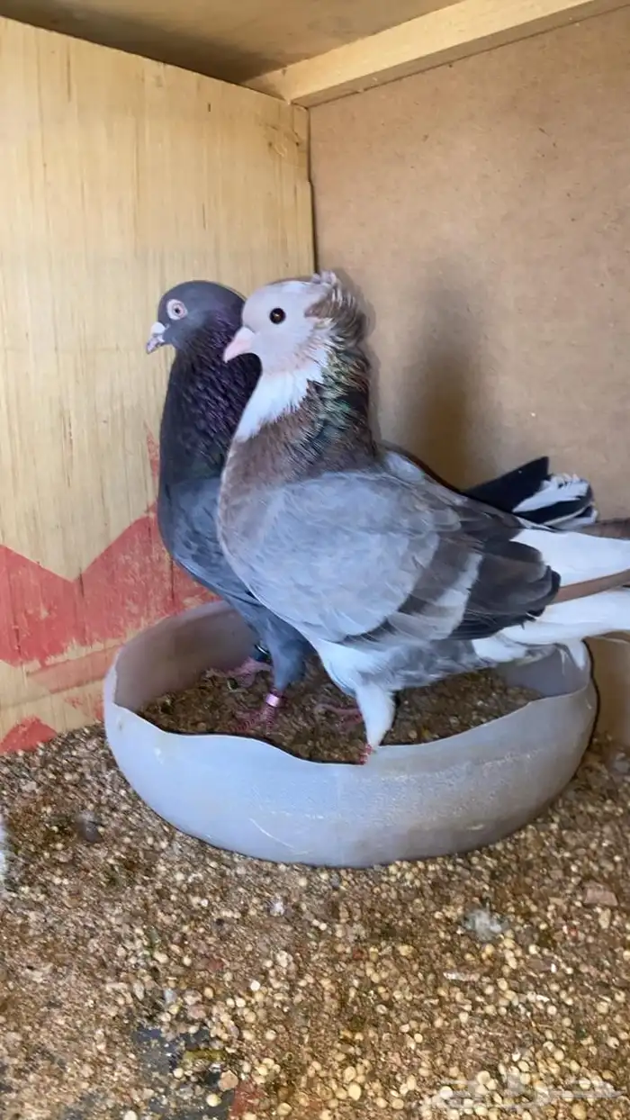قطايف 0