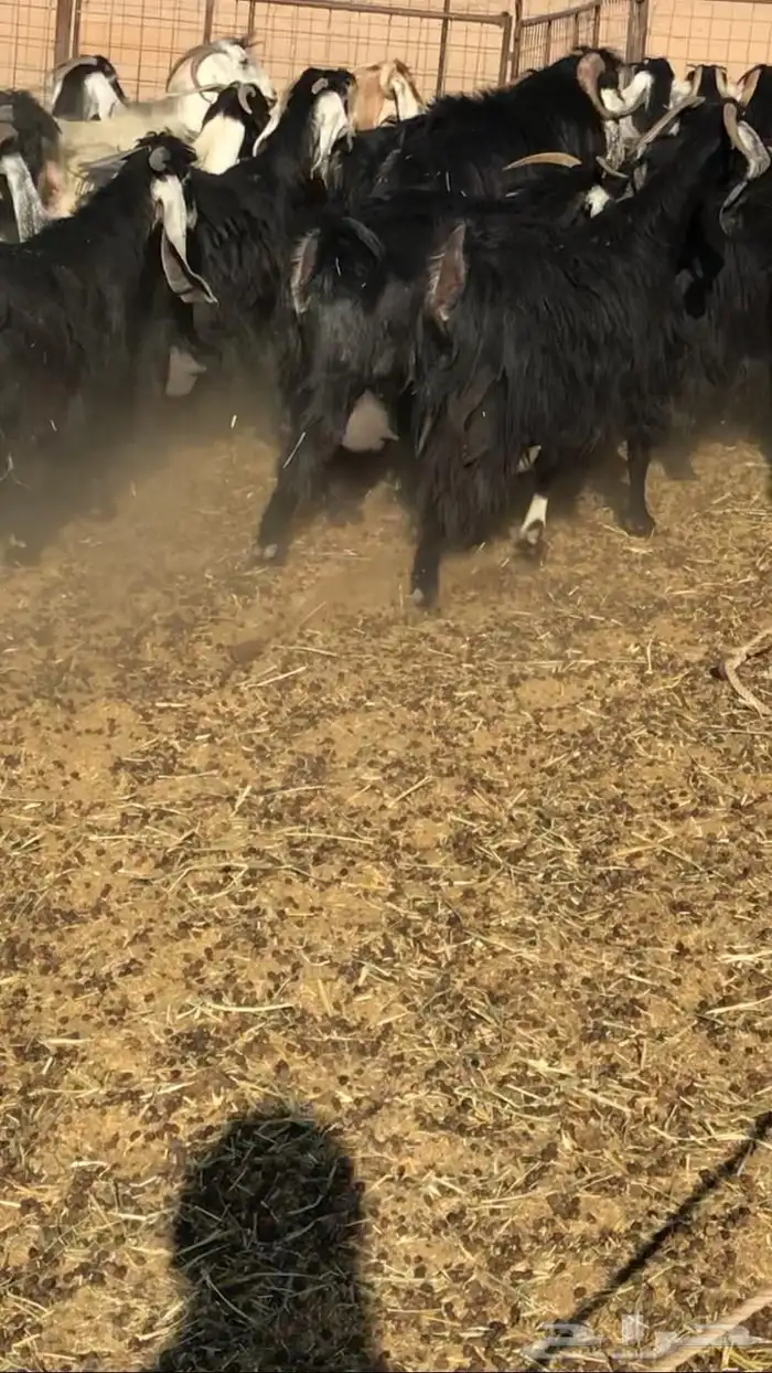 معزا عوارض صنف جروم ناهيه 9